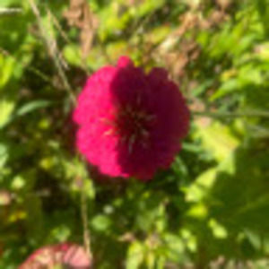 Meet your Posher, Robin